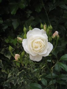 White Rose